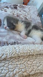 Gatto persiano