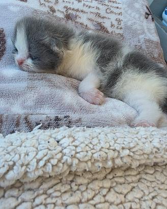 Gatto persiano