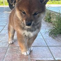 Shiba inu cuccioli con pedigree