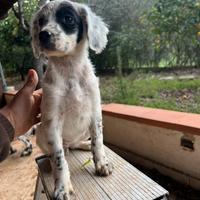 Cuccioli setter inglese