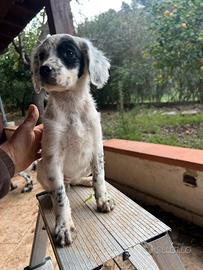 Cuccioli setter inglese