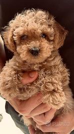 Cuccioli di Barboncino Toy e Minitoy