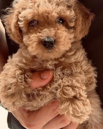 Cuccioli di Barboncino Toy e Minitoy