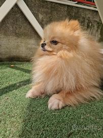 Pomerania