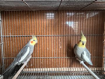 Pappagalli calopsite