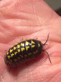 Armadillidium gestroi