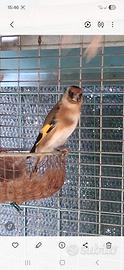 Cardellina femmina