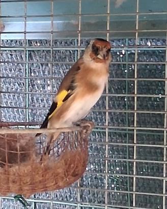Cardellina femmina