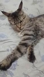 Maine Coon Cucciolona
