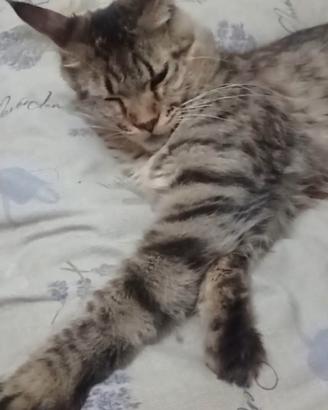 Maine Coon Cucciolona
