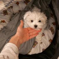Maltipoo dolcissimo bianco maschio