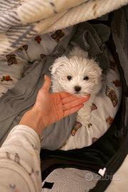 Maltipoo dolcissimo bianco maschio
