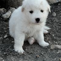 Cucciola maremmano