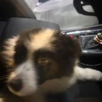 Border Collie Cucciolo