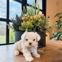 Cuccioli Maltesi Toy