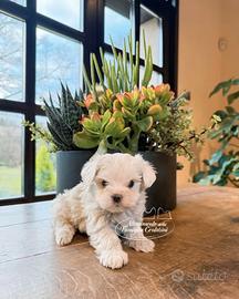 Cuccioli Maltesi Toy