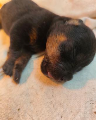 Rottweiler