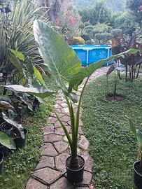 varie piante, alocasia, banano Musa, Musifolia Gra