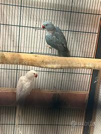 Parrocchetto dal collare femmina sessata blu