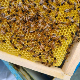 Fam. di Api 2025 su 6 Telaini - Regina Ligustica