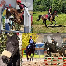 Pony per completo (dressage-salto ostacoli-cross)
