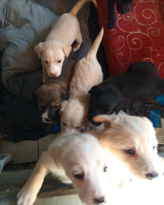 Cuccioli vogliono una famiglia incrocio labrador
