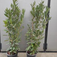 Alloro (laurus nobilis)