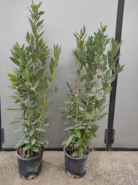 Alloro (laurus nobilis)