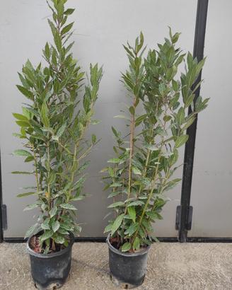 Alloro (laurus nobilis)