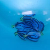 Nuovi arrivi pesci marini