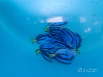 Nuovi arrivi pesci marini