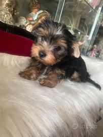Cuccioli di yorkshire