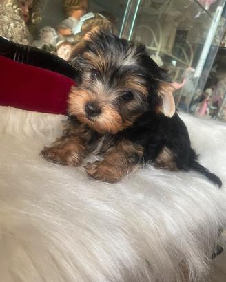 Cuccioli di yorkshire