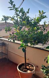 Albero di limone