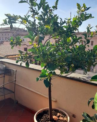 Albero di limone
