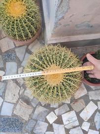 Pianta grassa, "Cuscino della suocera"