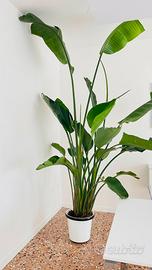 Strelitzia Nicolai da interno