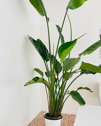 Strelitzia Nicolai da interno