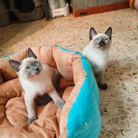 Gattine simil siamesi