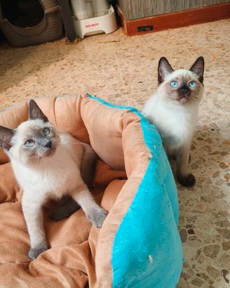 Gattine simil siamesi