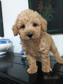 Barboncino meraviglioso