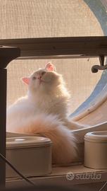 Gatto siberiano per monta