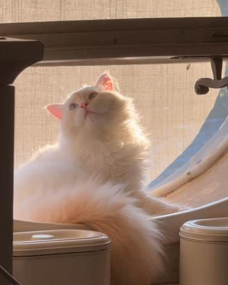 Gatto siberiano per monta