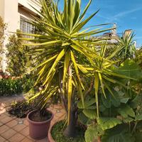 bella elegante yucca