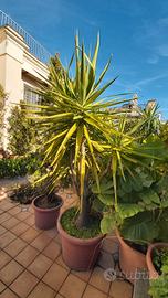 bella elegante yucca