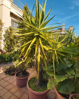 bella elegante yucca