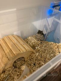 Cuccioli disponibili