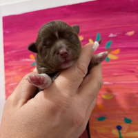 Chihuahua pelo lungo