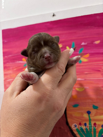 Chihuahua pelo lungo