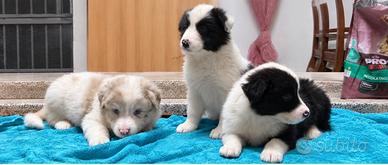 Cuccioli border collie